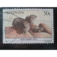 Ботсвана,1987. Капский скальный даман