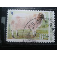Босния и Герцеговина, 2007. Овца