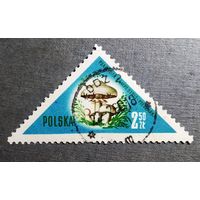 Марка Польша 1959 год Грибы