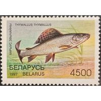 Беларусь 1997. Хариус обычный. Марка из серии