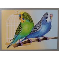 Волнистые попугаи. Из серии "Домашние питомцы" Открытка, глянец