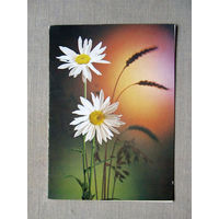 С027-0389 Открытка Поздравляю Фото Д. Киндровой 1987 Подписана