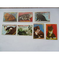 Экваториальная Гвинея, кошки