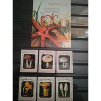 Афганистан 1999г. Грибы.