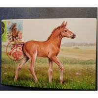 Восточный календарь. 2026 год Год Лошади Картмаксимум Беларусь