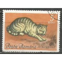 Румыния. Европейская кошка. 1965г. Mi#2387.