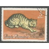 Румыния. Европейская кошка. 1965г. Mi#2387.