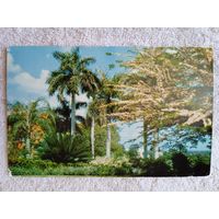 Куба, Гавана. Частный сад в жилой зоне