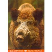 Фауна Беларуси: кабан, тираж 2000 экз., чистая, 2014