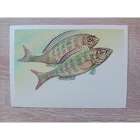 Левиновский 1983, чистая