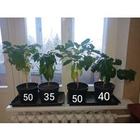 Кофе Арабика