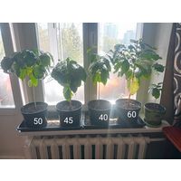 Кофе Арабика