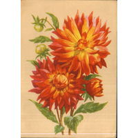 Подписанная открытка 1961 г. БССР "Георгины" худ. В. Зеленов