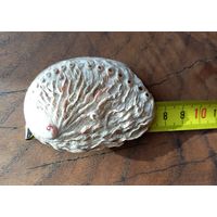 Галиотис, морское ушко или абалон.