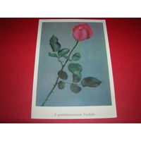 Цветы Роза Польша 1968 год Издание RUCH чистая