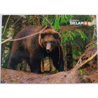 Серия "Планета Беларусь ", медведь. Открытка, глянец