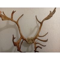 Рога в загородный дом