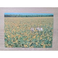 Открытка 1987 чистая