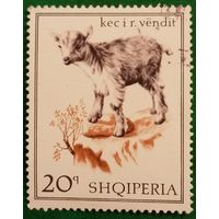 Албания 1968. Домашние козы