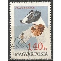 Венгрия. Гладкошерстный и жесткошерстный фокстерьер. 1967г. Mi#2340.