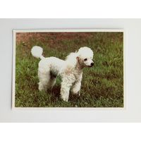 Пудель карликовый белый. Издательство Братислава. Чистая.