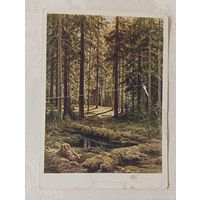 Открытка Шишкин И.И. Хвойный лес. Солнечный день. 1968