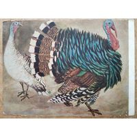 Пластов А. Индюки. 1954 г. Чистая.