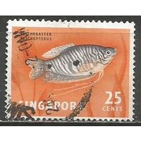 Сингапур. Рыбы. Пятнистый гурами. 1962г. Mi#63.