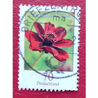 Германия, 2015 г., флора, космея шоколадная