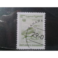 Сахара, 1998. Фауна