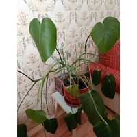 Монстера (растение домашнее)