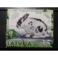 Латвия, 2011. Домашние животные, кролик