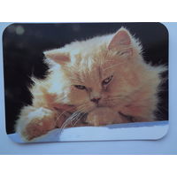 Календарик 2000 г. Отдыхает.