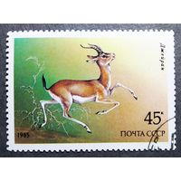 Марка СССР 1985 год Животные Красной книги