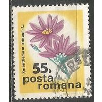 Румыния. Цветы. Сухоцвет однолетний. 1975г. Mi#3287.