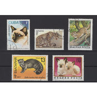 Фауна Кошки разное Used