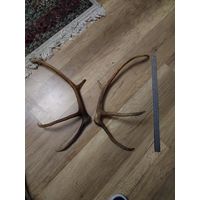 Северный олень  пара рог.