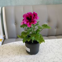 Королевская цветущая герань