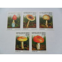 Бенин, грибы