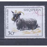 [750] Албания 1968. Фауна.Домашние животные.Коза.30 к. Гашеная марка.