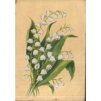 Подписанная открытка 1961 г. БССР "Ландыш" худ. В. Зеленов