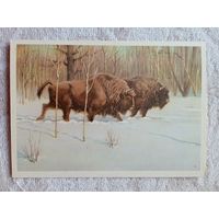 1954. Трофимов. Зубры