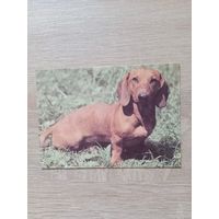 Календарик 1993