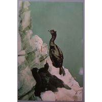 Бакланы. Открытка, 1985