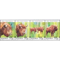 Польша. 1996. Фауна. Зубры