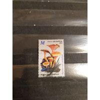 2024 Беларусь флора флора грибы (1-11)