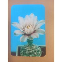 Календарь 1990/5 Цветы