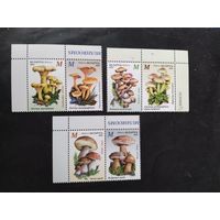 Беларусь  2024 6 м грибы