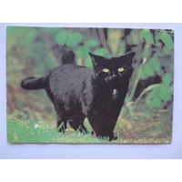 Календарик 1995 г.  Черный кот. (532).