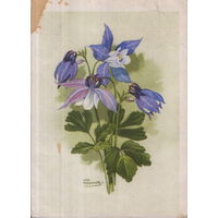 Подписанная открытка 1962г. "Орлик олимпийский или водосбор" худ. И. Романов